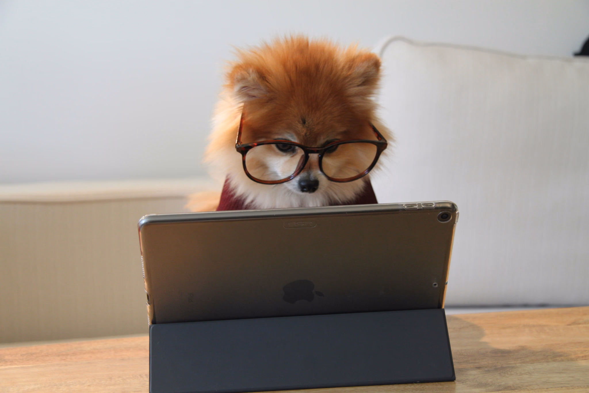 Dog using a tablet